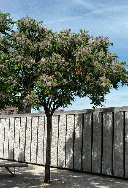 Melia azederach - Jardineria Canna